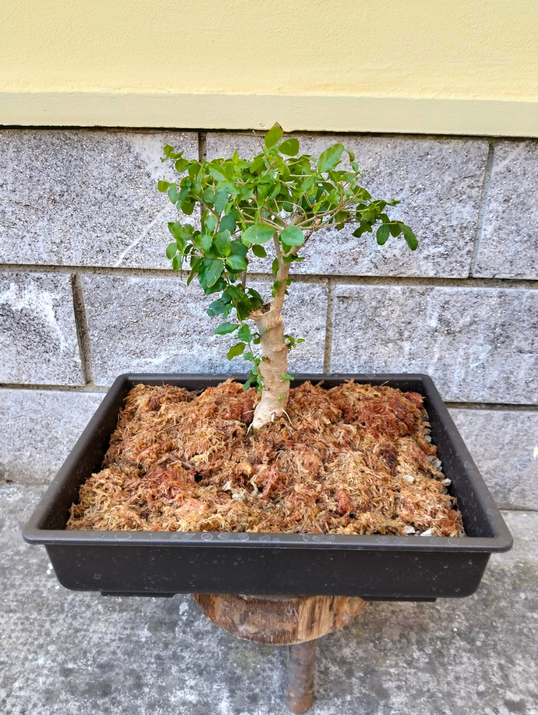 Customer photo review of VASI BONSAI PLASTICA RIGIDA PROFESSIONALI