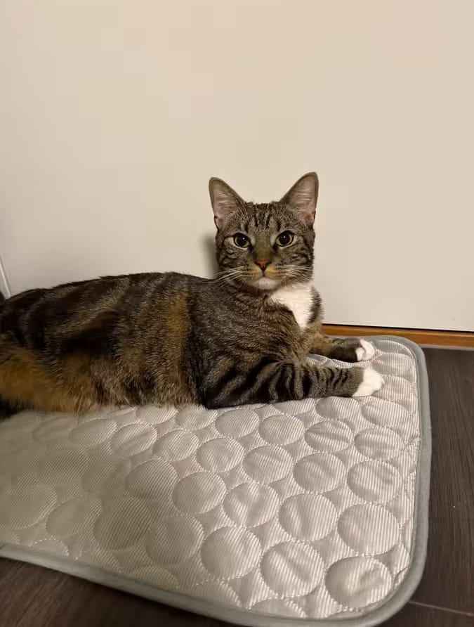 Customer photo review of Tapete refrescante para mascotas