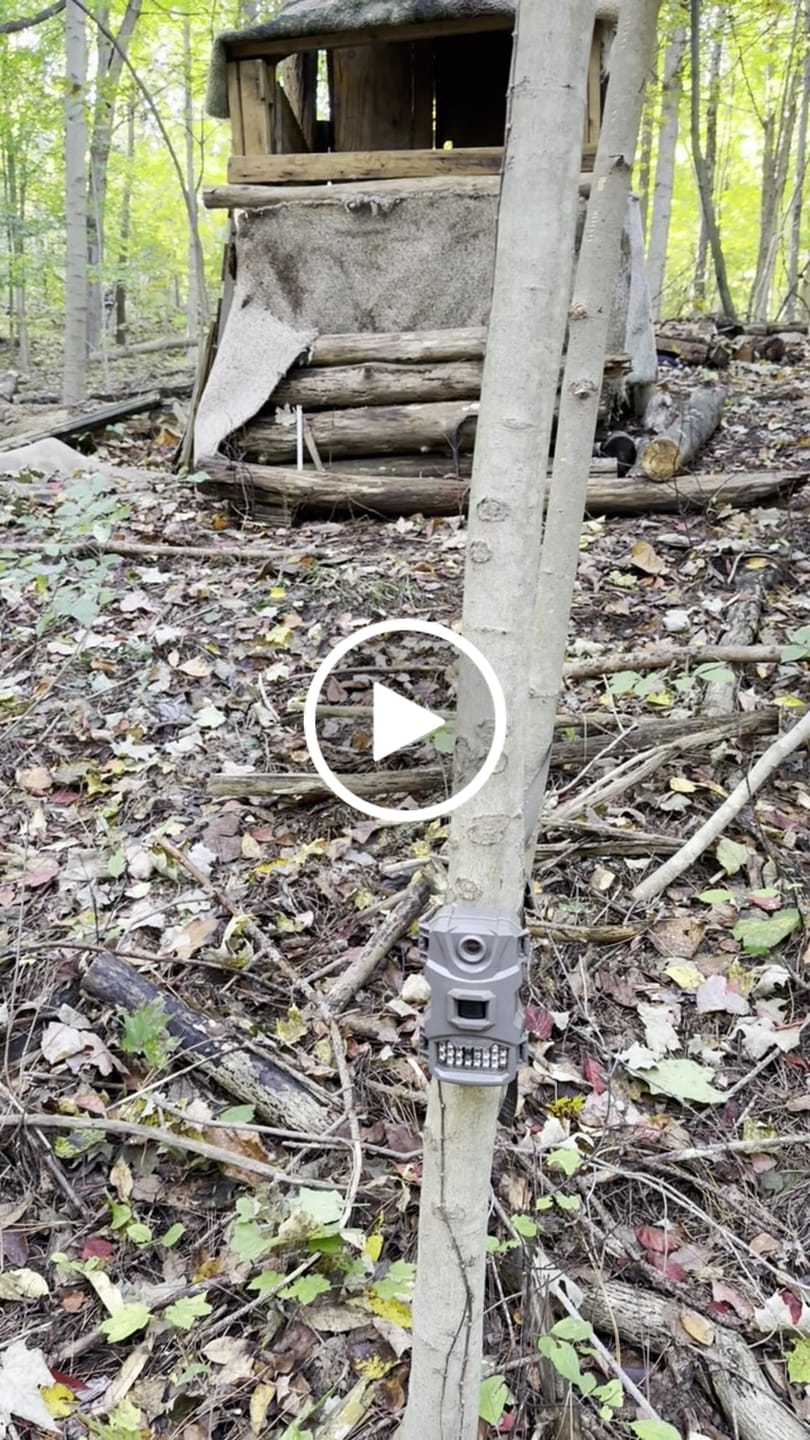 Customer video review of 4 for $50! - Tasco 12MP with Low Glow Infrared Flash Trail Camera