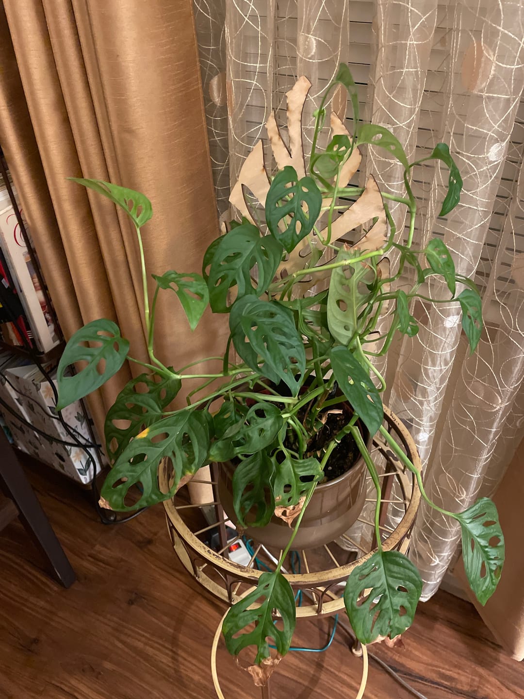 Customer photo review of BARE™ Monstrella™ - Customizable Monstera shaped wooden plant support