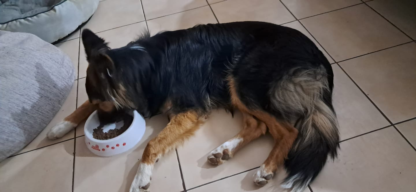 Customer photo review of PetFamily Foods Cachorros