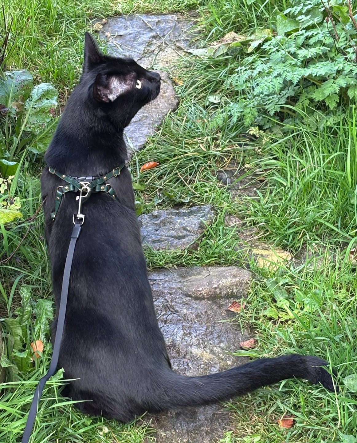 Customer photo review of The Supakit Cat Harness