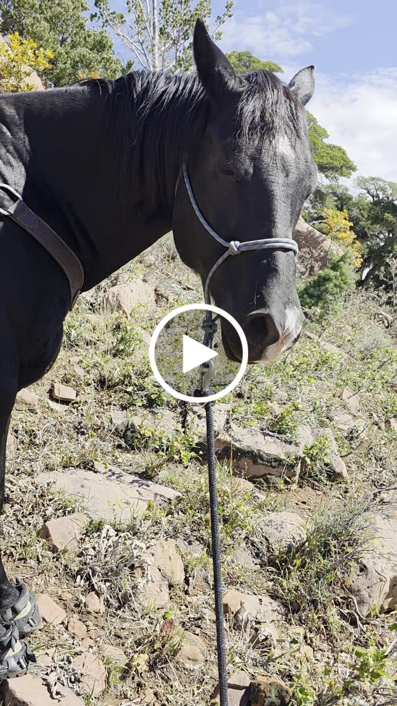 Customer video review of Renegade® Viper Shield™ Hoof Boot - Black Knight
