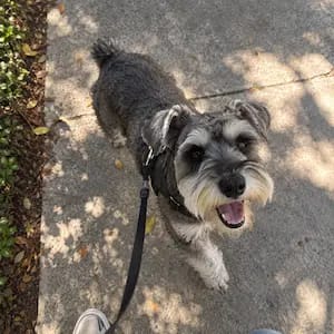 Customer photo review of Kriath Dogs Taurina Pura