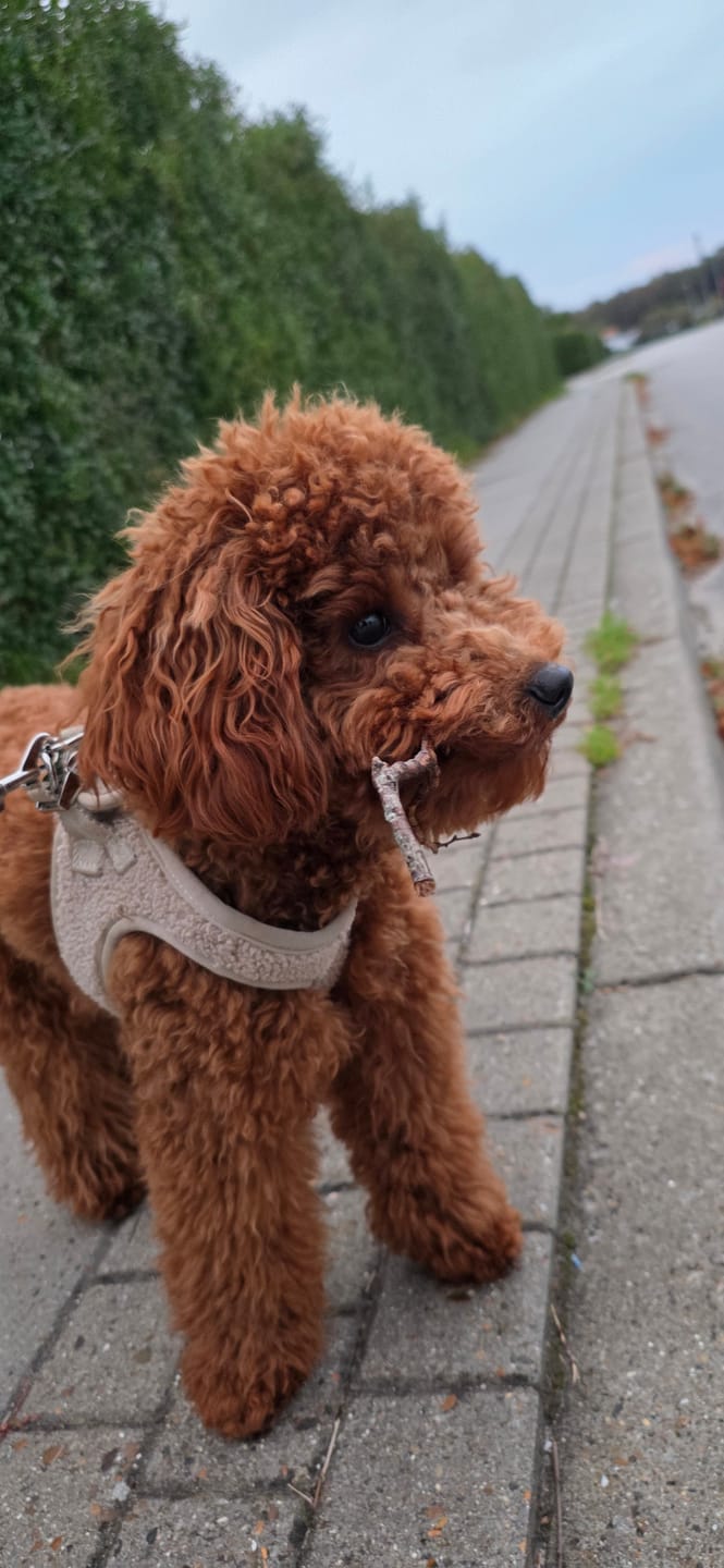 Customer photo review of Staey - Teddy Step-in Hundesele, Natur