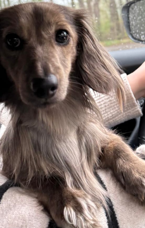 Customer photo review of KaloPet - Recortadora Profesional Mascotas
