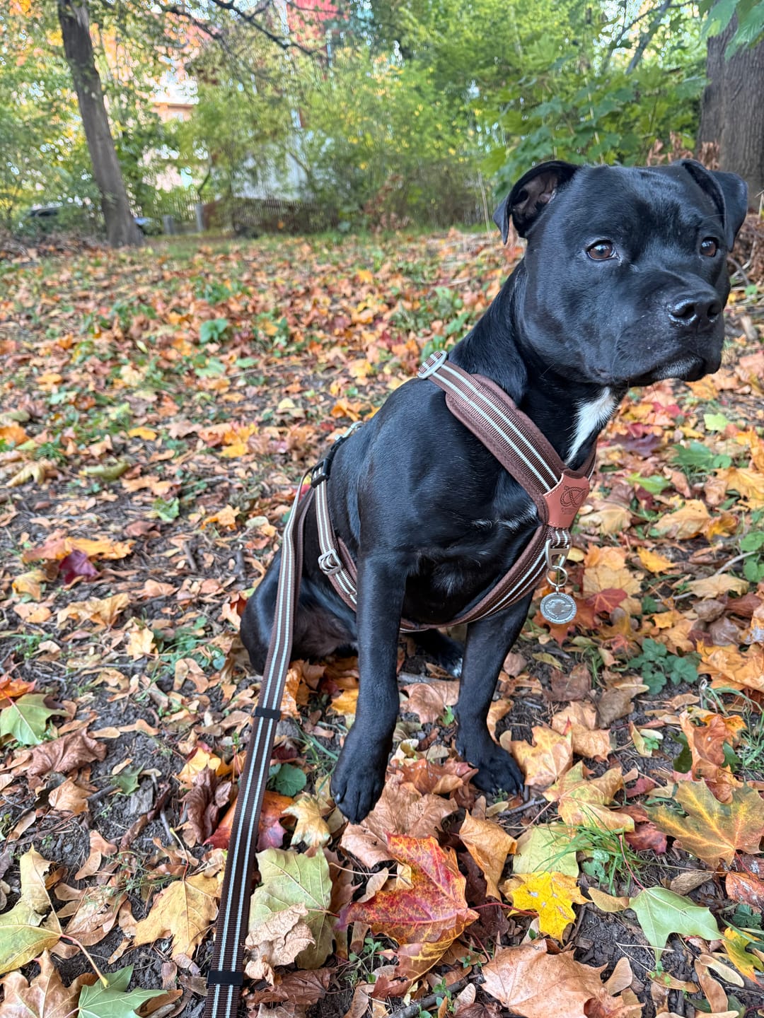 Customer photo review of Staffordshire Bull Terrier 1935® Harness & Leash Set - Chocolate
