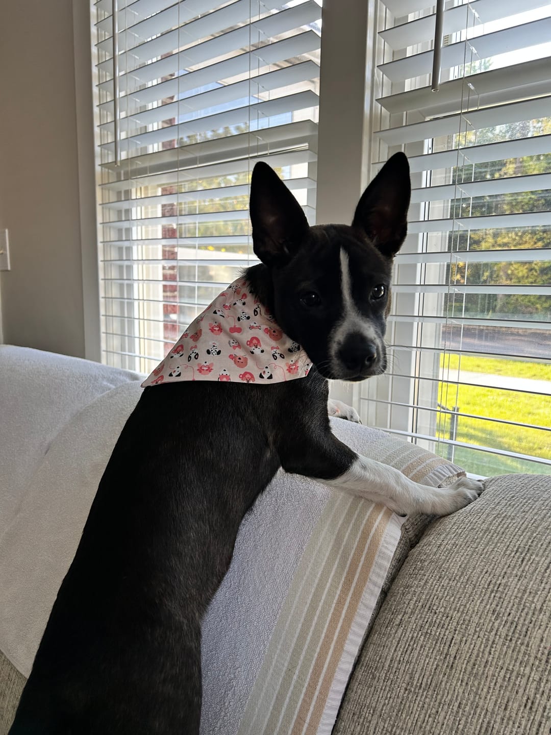 Customer photo review of Valentine’s Day Puppies Dog Bandana – Cute Dog Accessory