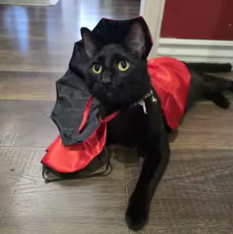 Customer photo review of Disfraz Boo Paws para gatos y perros