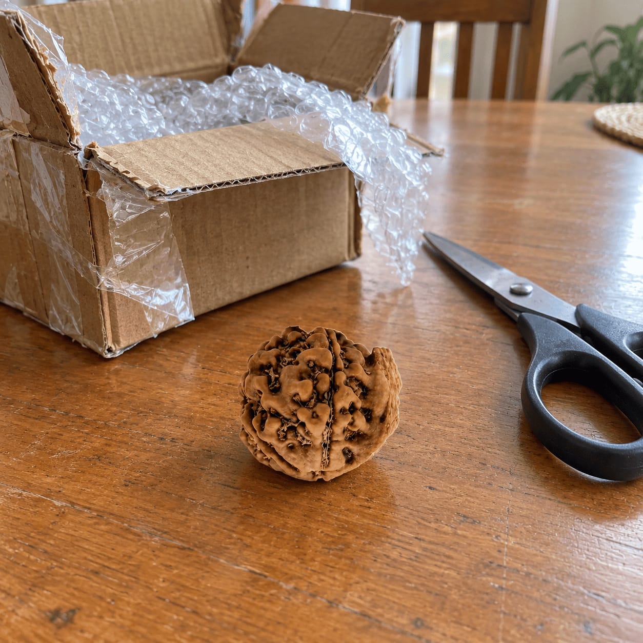Customer photo review of Ganesh Mukhi Rudraksha (Nepali)