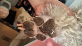 Customer photo review of KaloPet - Recortadora Profesional Mascotas
