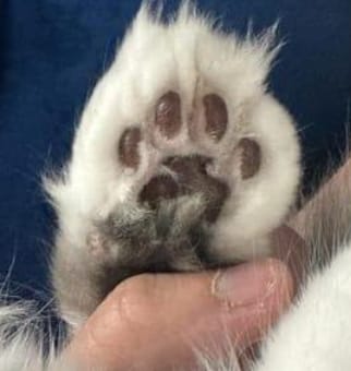 Customer photo review of KaloPet - Recortadora Profesional Mascotas