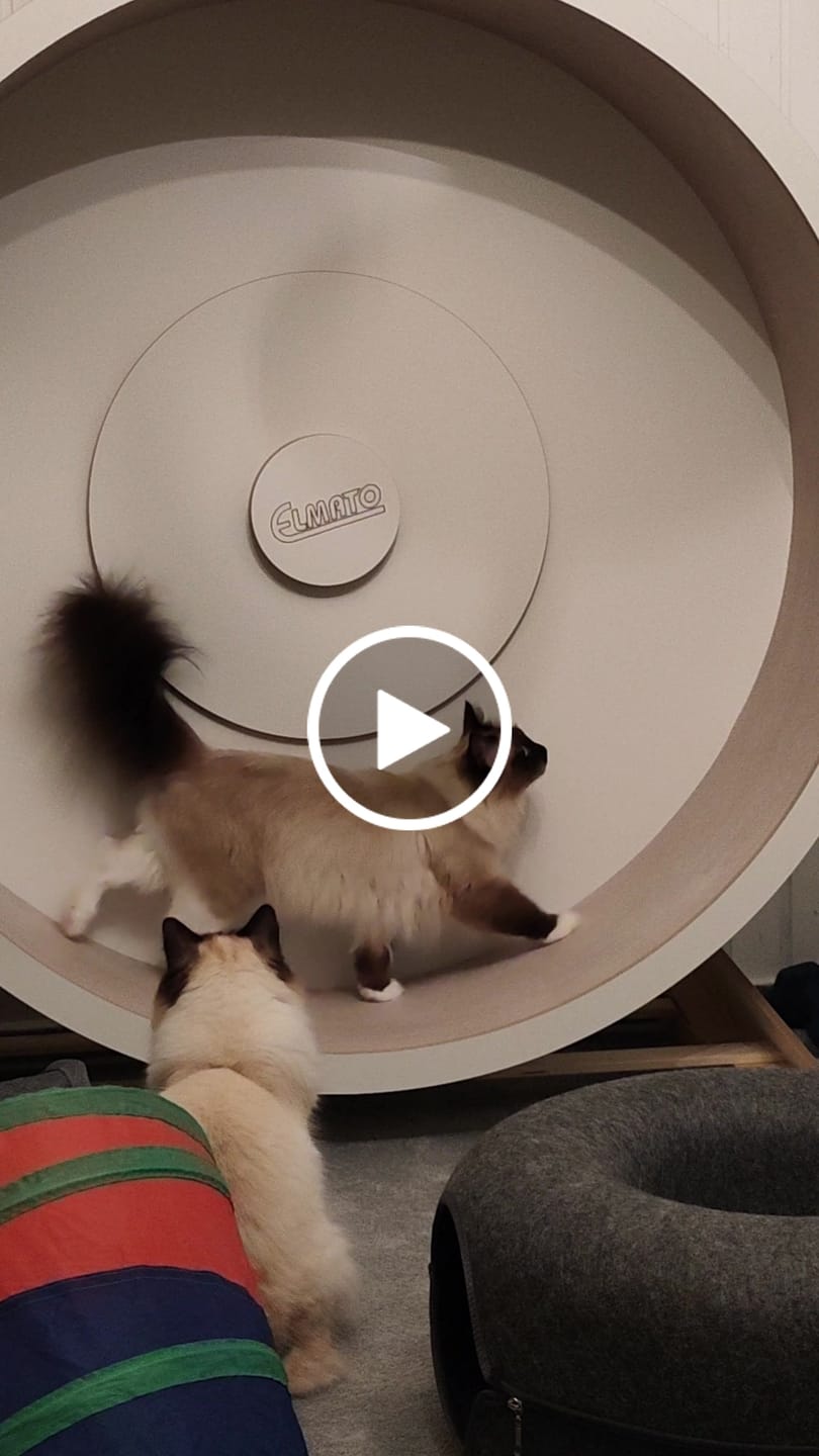 Customer video review of Elmato Katzenlaufrad Rocky Standmodell