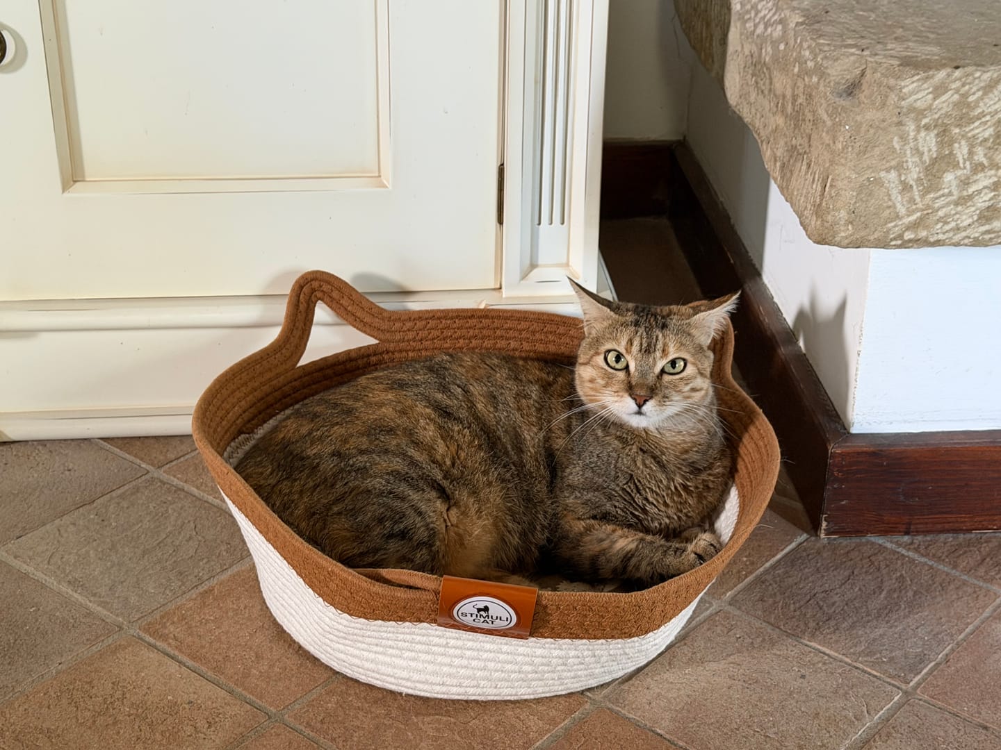 Customer photo review of Instinct Basket | Meet the first research-backed natural territory for indoor cats