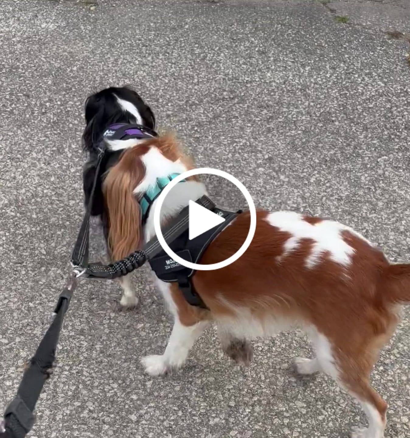 Customer video review of Dogshood ™ Ergonomic Harness