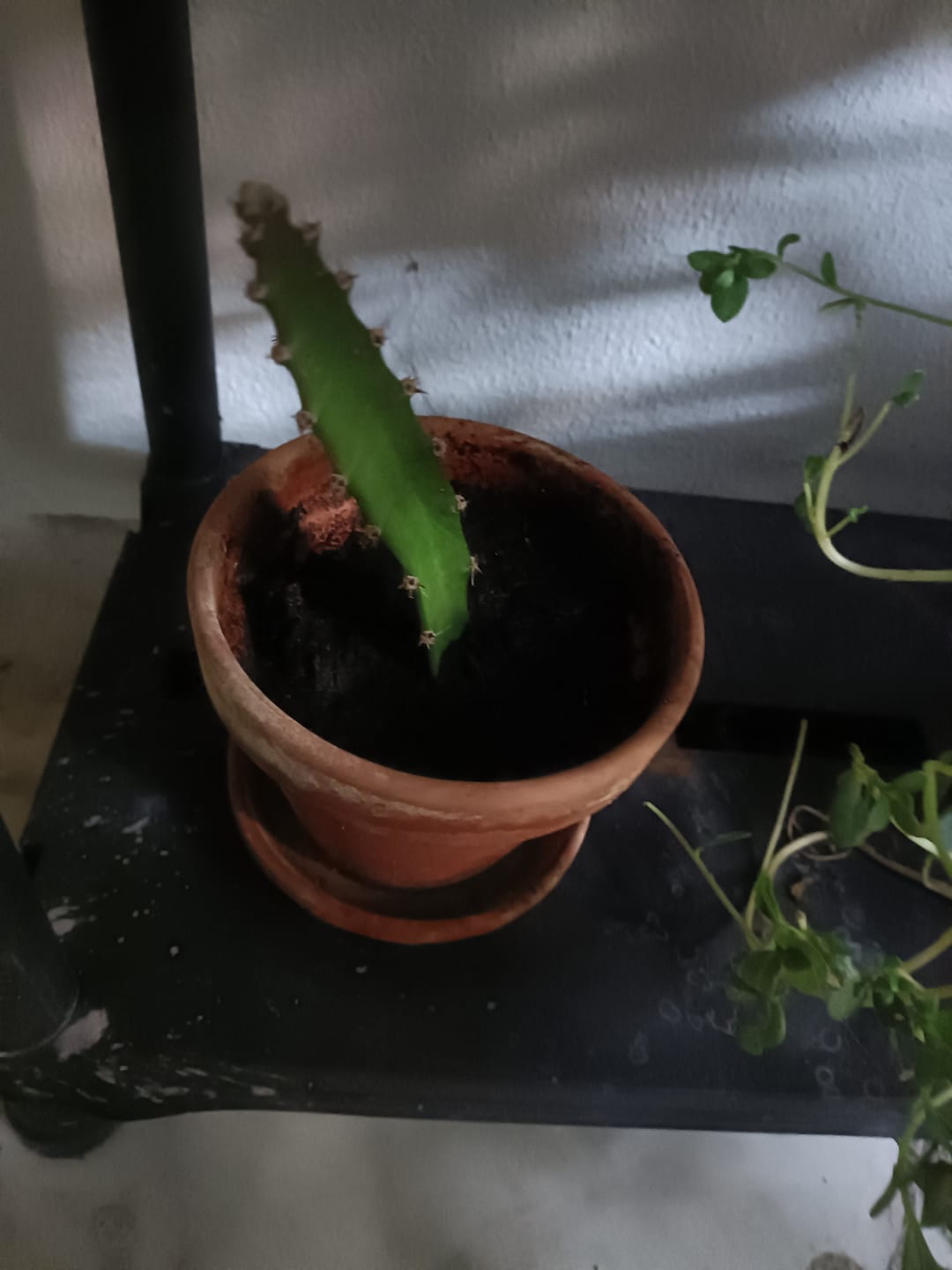 Customer photo review of Hylocereus undatus polpa rosa, Pitaya