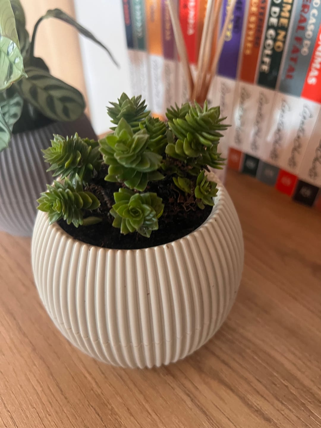 Customer photo review of Crassula estagnol