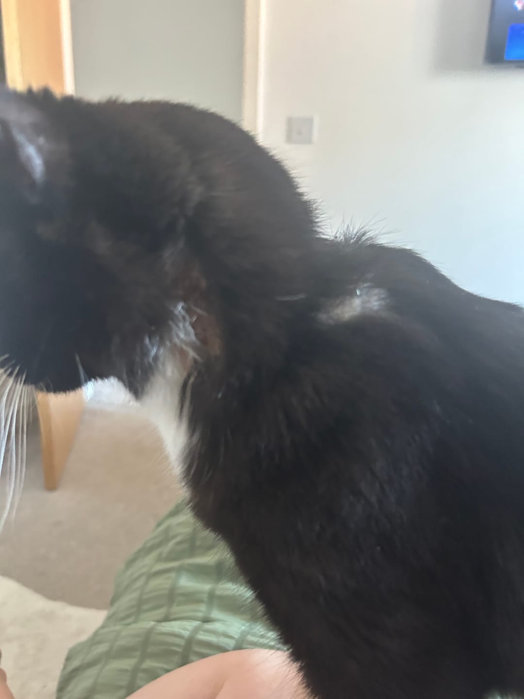 Customer photo review of Cat Duo Pack