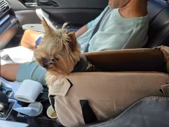 Customer photo review of ™PawPilot- מושב בוסטר יוקרתי לרכב