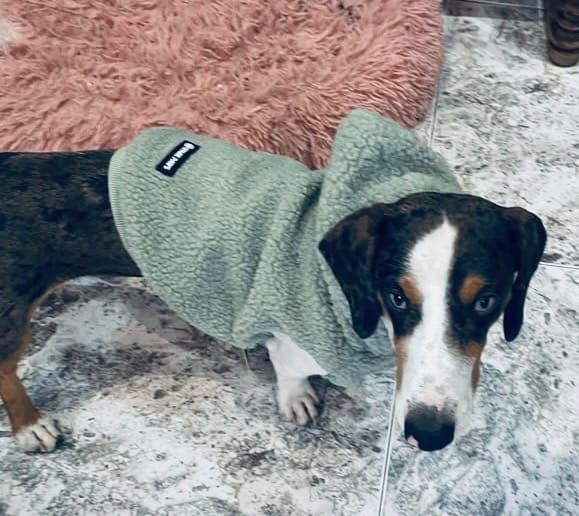 Customer photo review of Teddy Sherpa Dog Jacket - Light Green