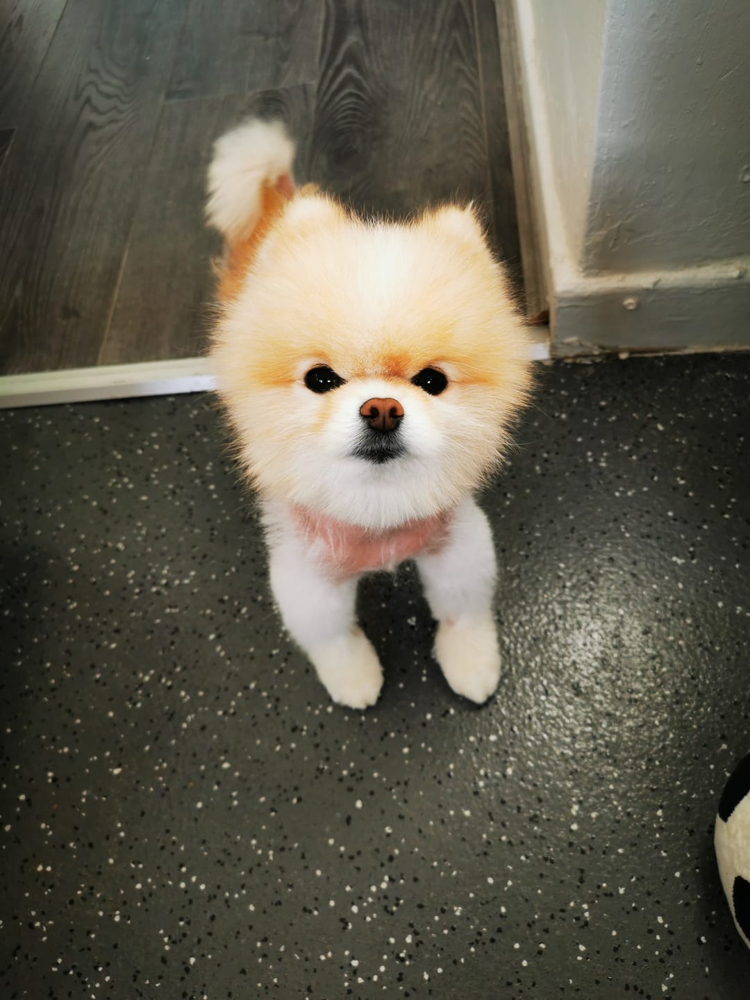 Customer photo review of Dog Shampoo