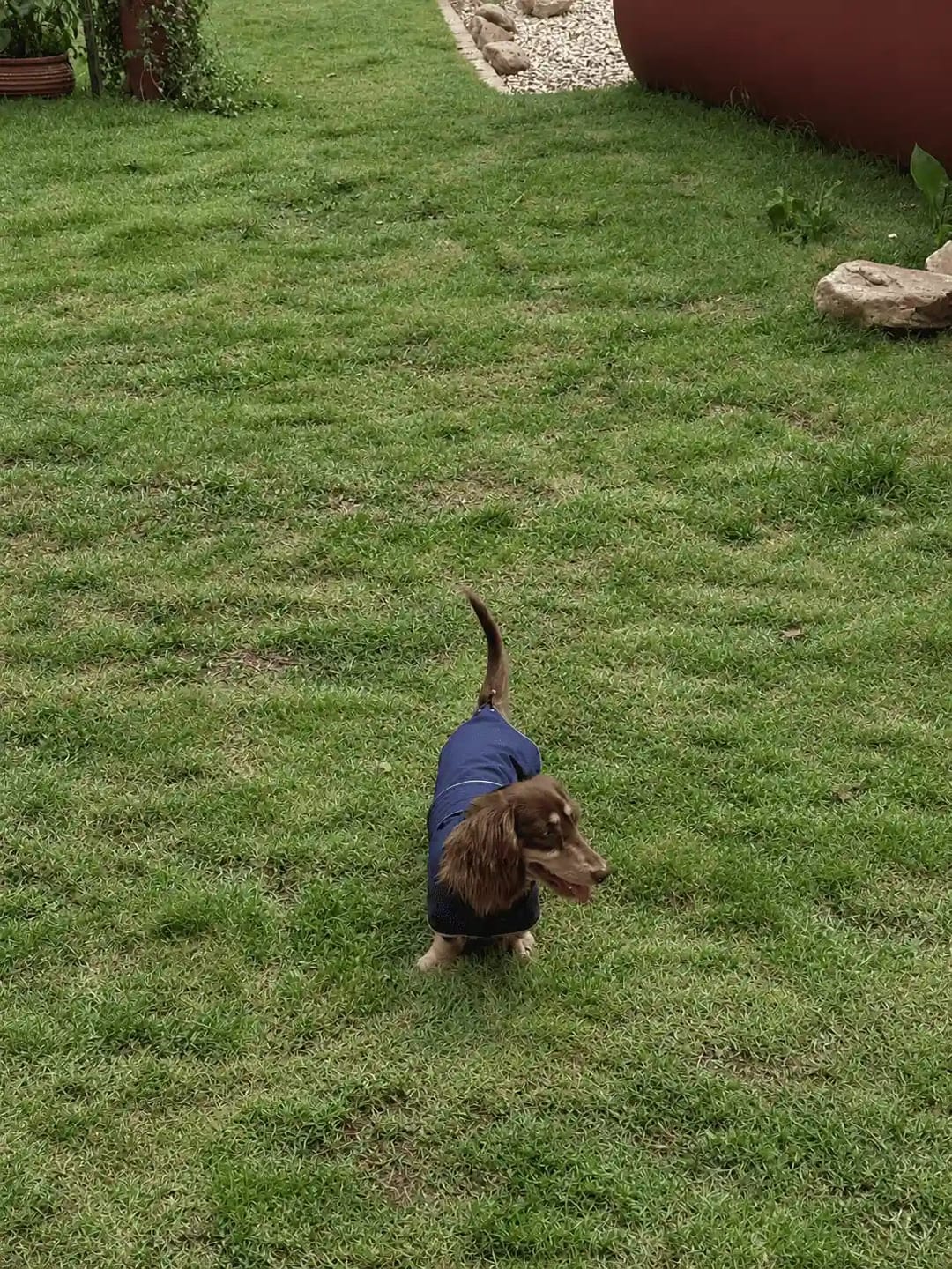 Customer photo review of Dachshund Waterproof Raincoat