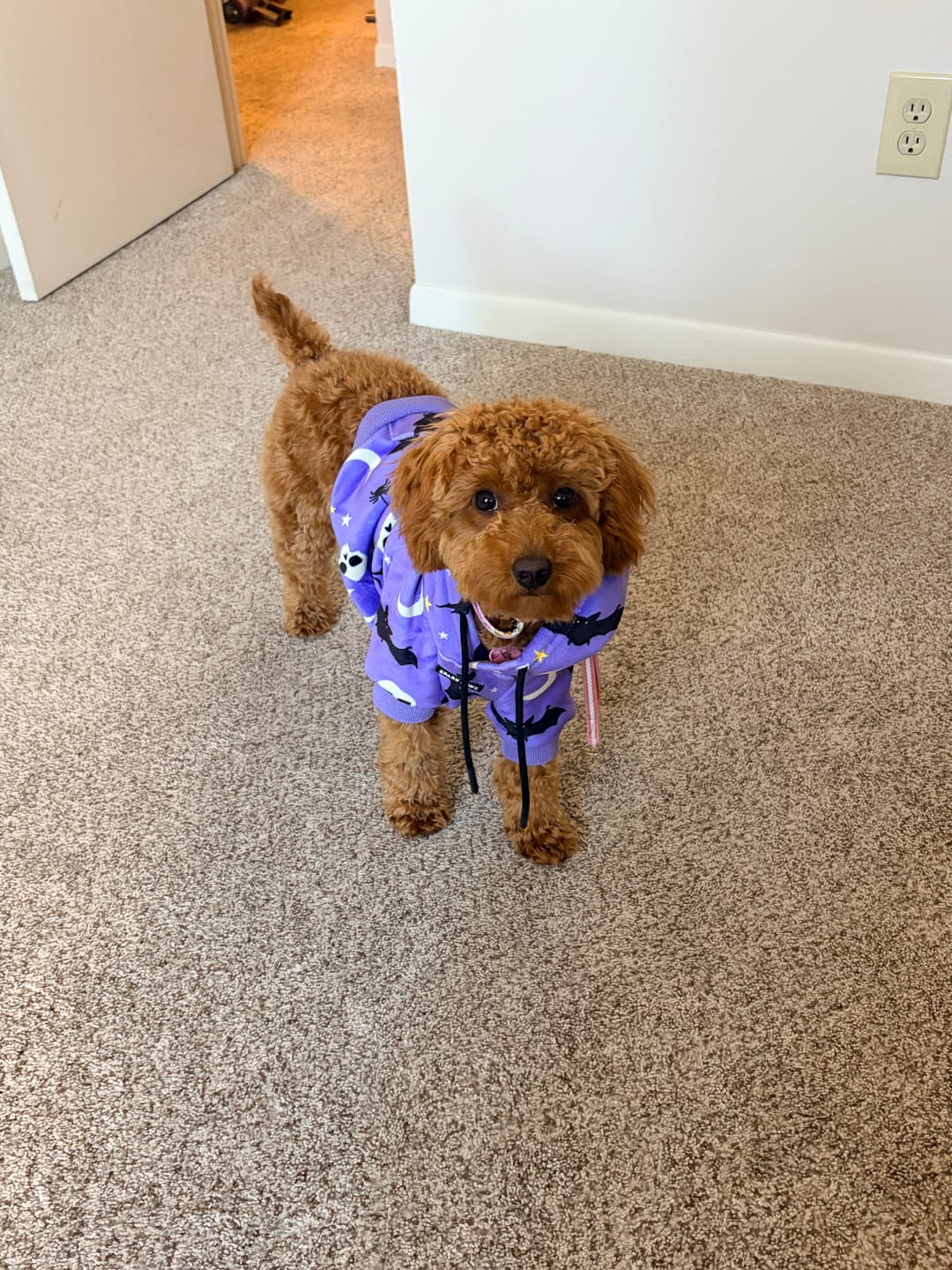 Customer photo review of Halloween Dog Hoodie - Purple