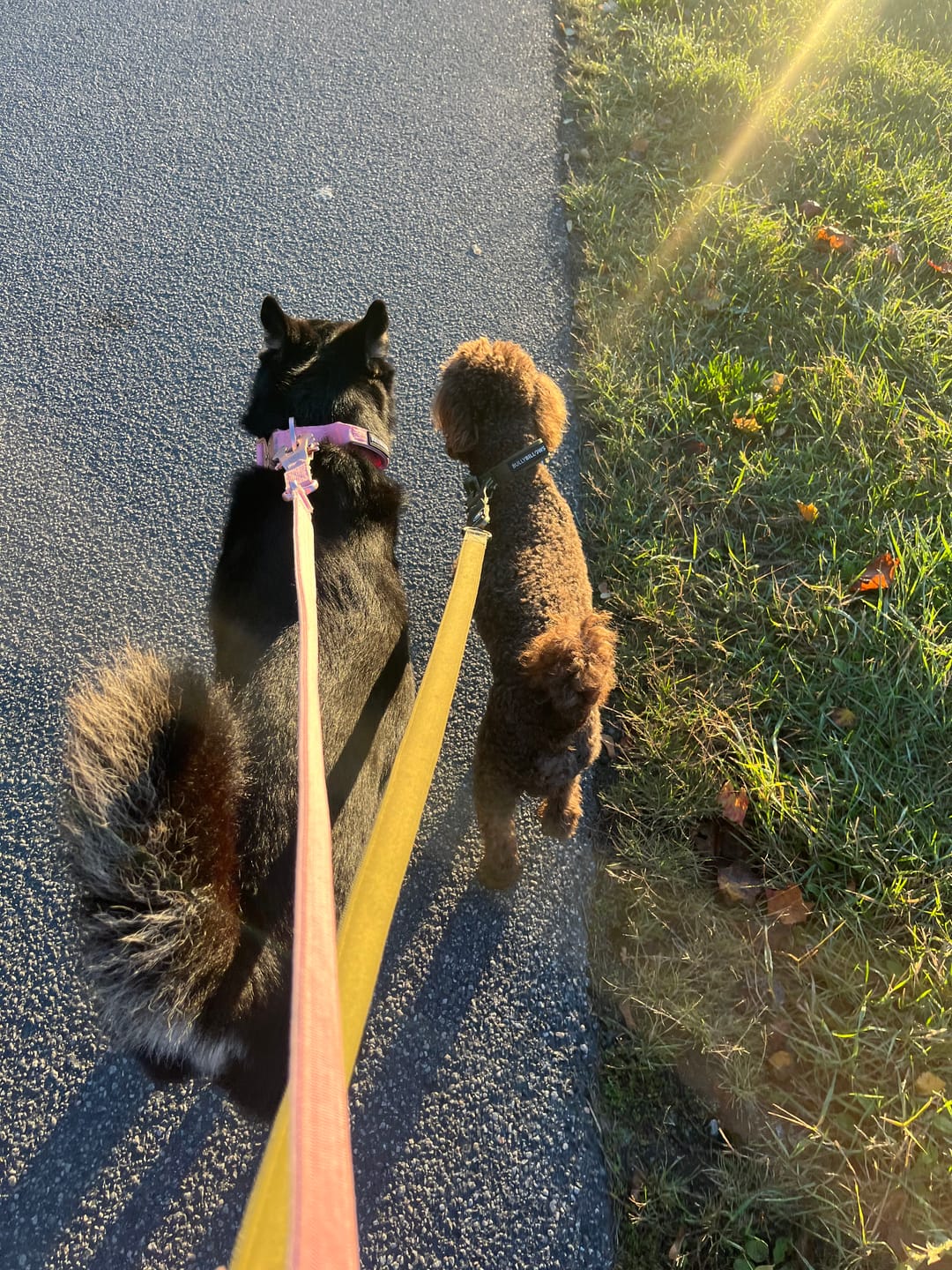 Customer photo review of 1.4m Lighter Swivel Combat Leash | Anti-Tangle & Secure Clip - Pink x Pink
