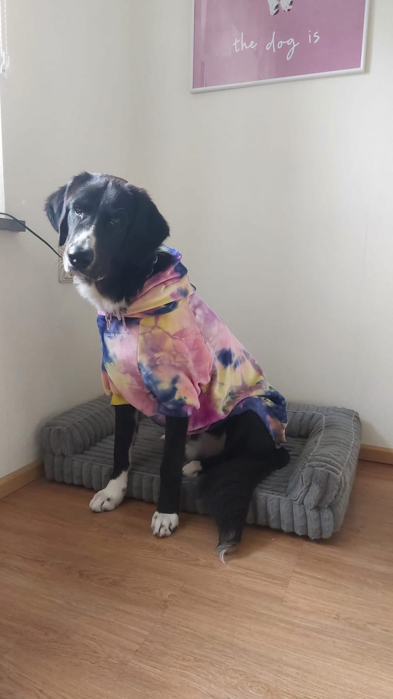 Customer photo review of Velvet Dog Hoodie - Berry Lemonade