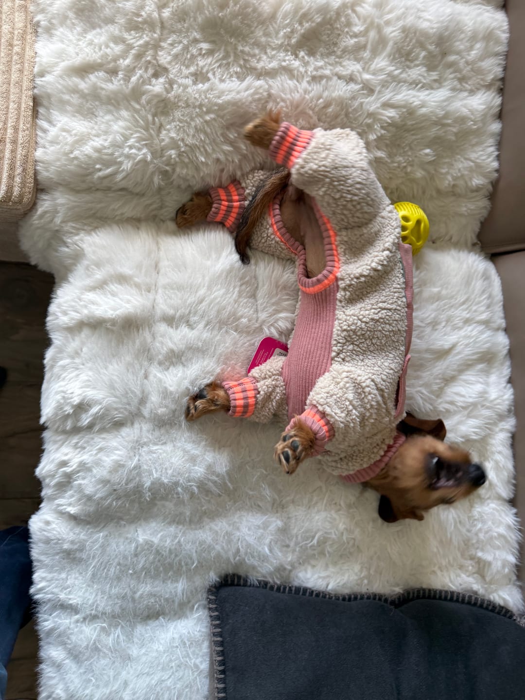 Customer photo review of Hundeoverall Teddy-Sherpa für Dackel & kleine Hunde, mit Geschirröffnung | lumiies® Sport Racer