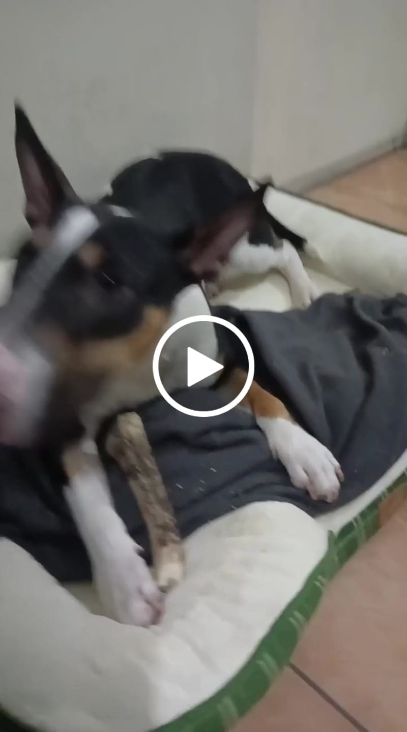 Customer video review of Asta de ciervo para perros - Regular: Para mordedores profesionales