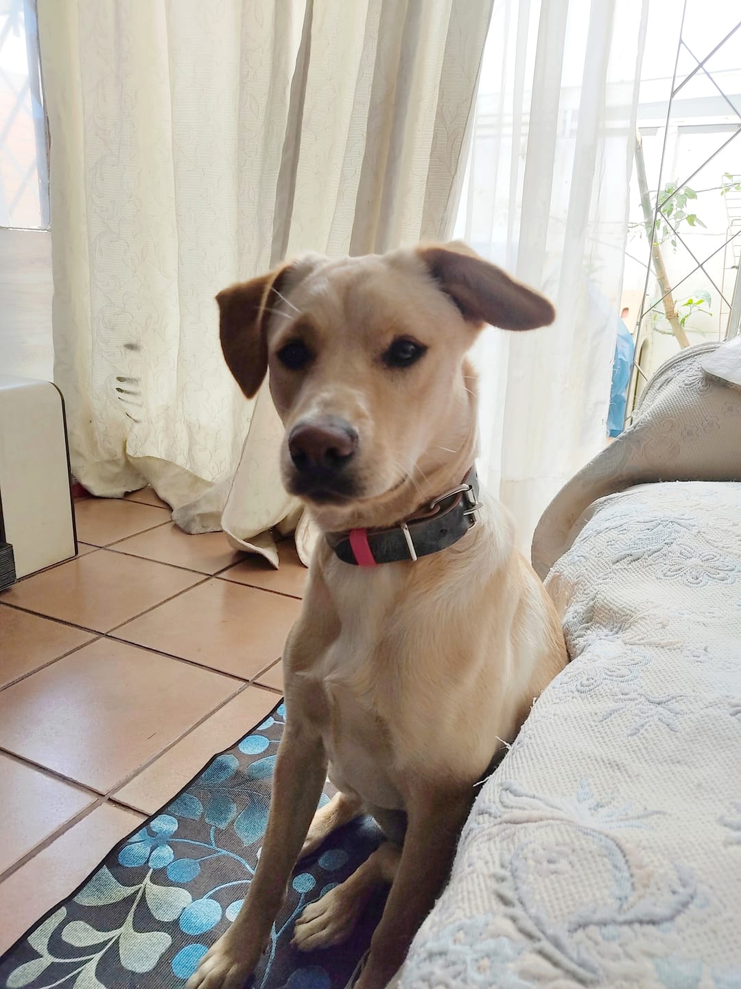 Customer photo review of Collar Duke Gris/Fucsia Corrugado