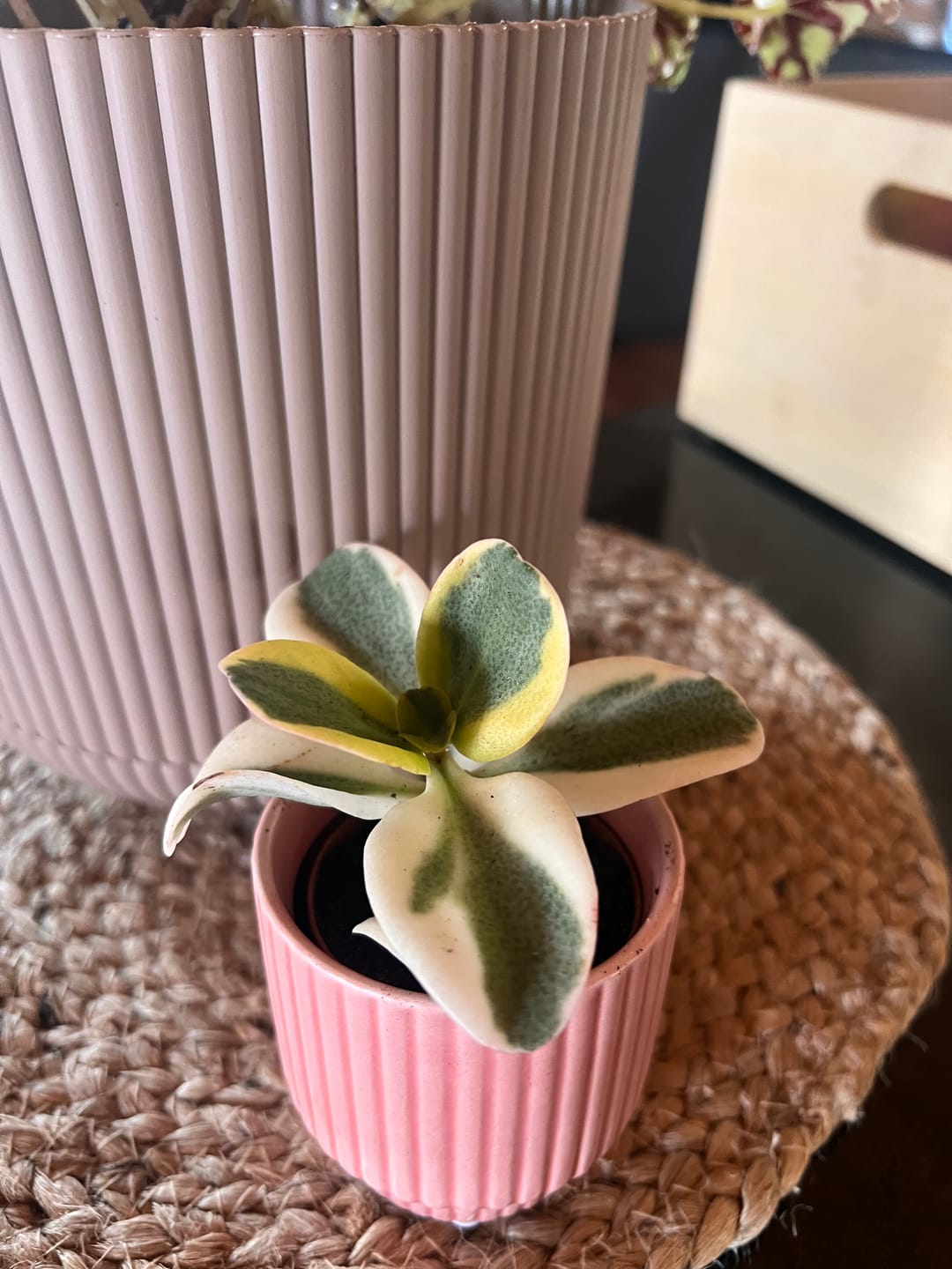 Customer photo review of Peperomia obtusifolia form. variegata