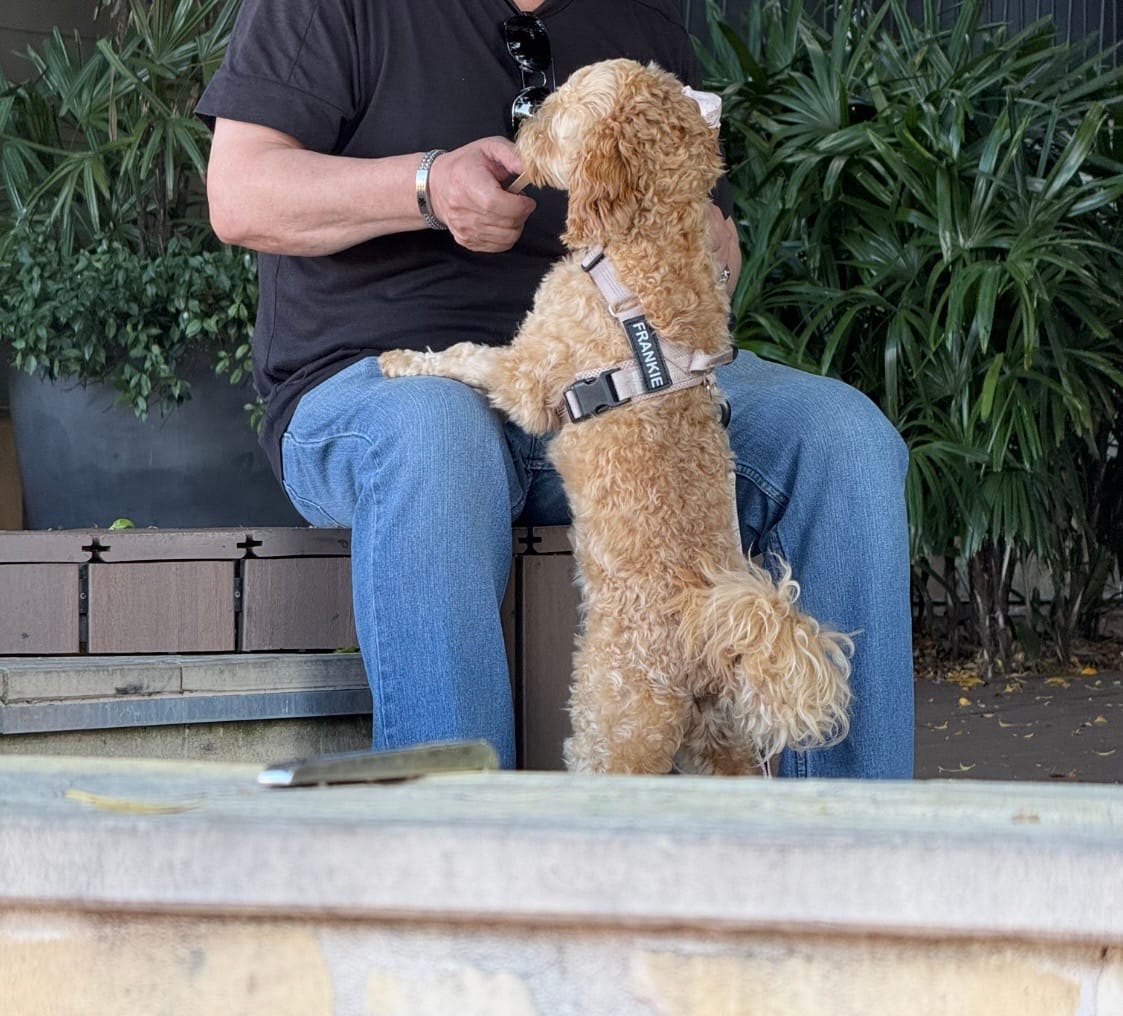 Customer photo review of The Good Dog Bungee Lead