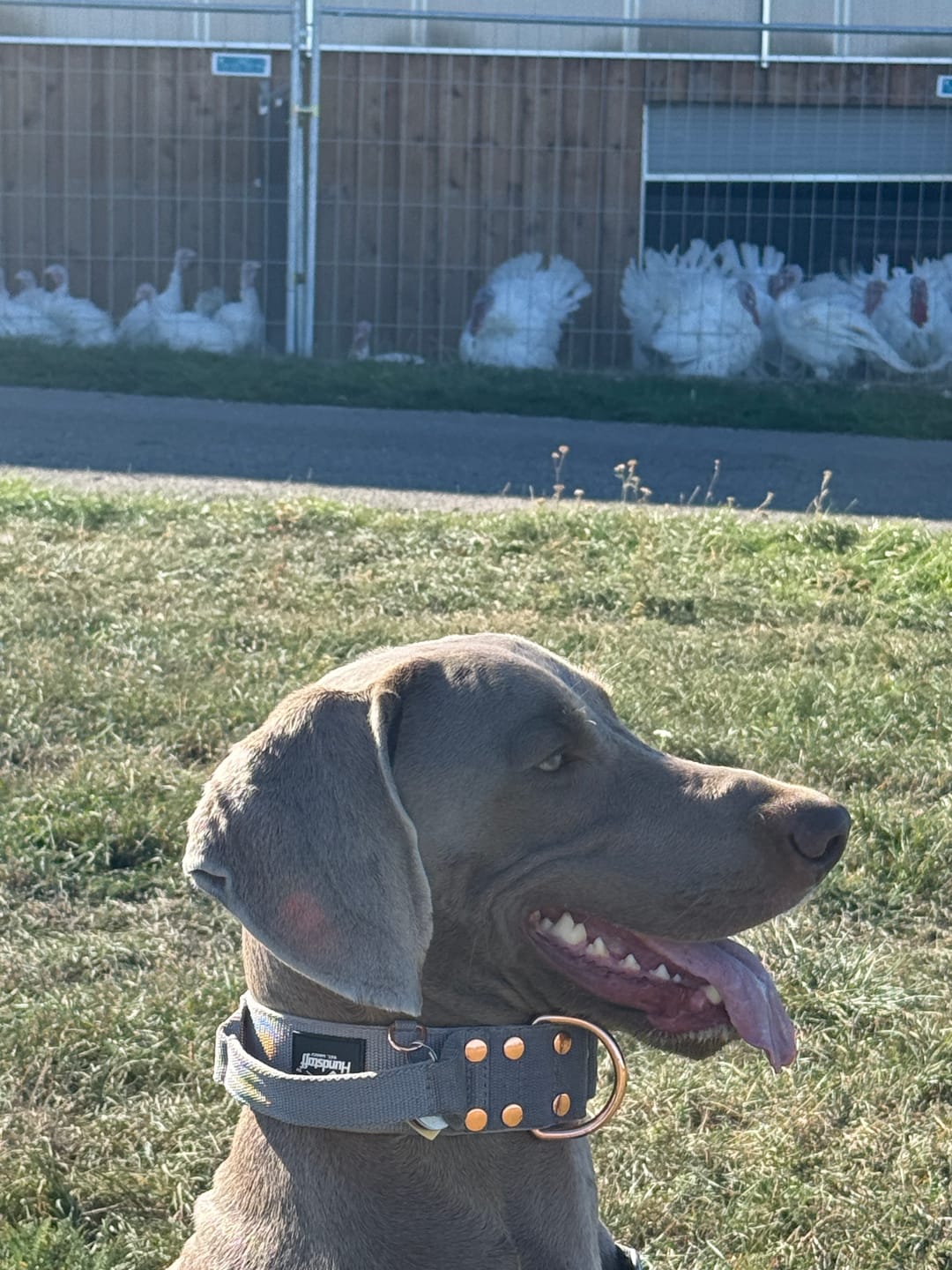 Customer photo review of Multi Guard Leash Rose Edition Grått - Multi-väktarkoppel