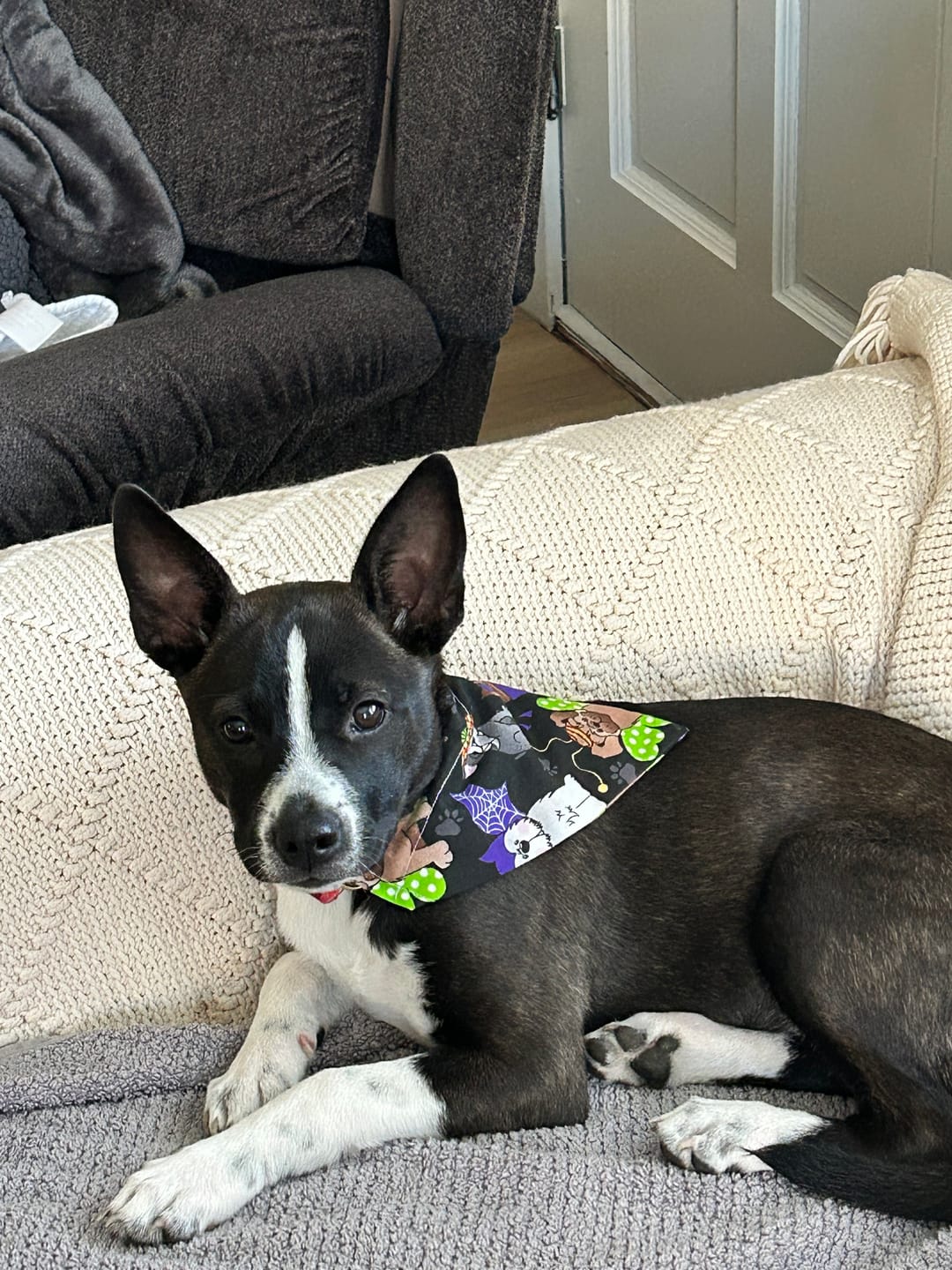 Customer photo review of Halloween Dog Bandana