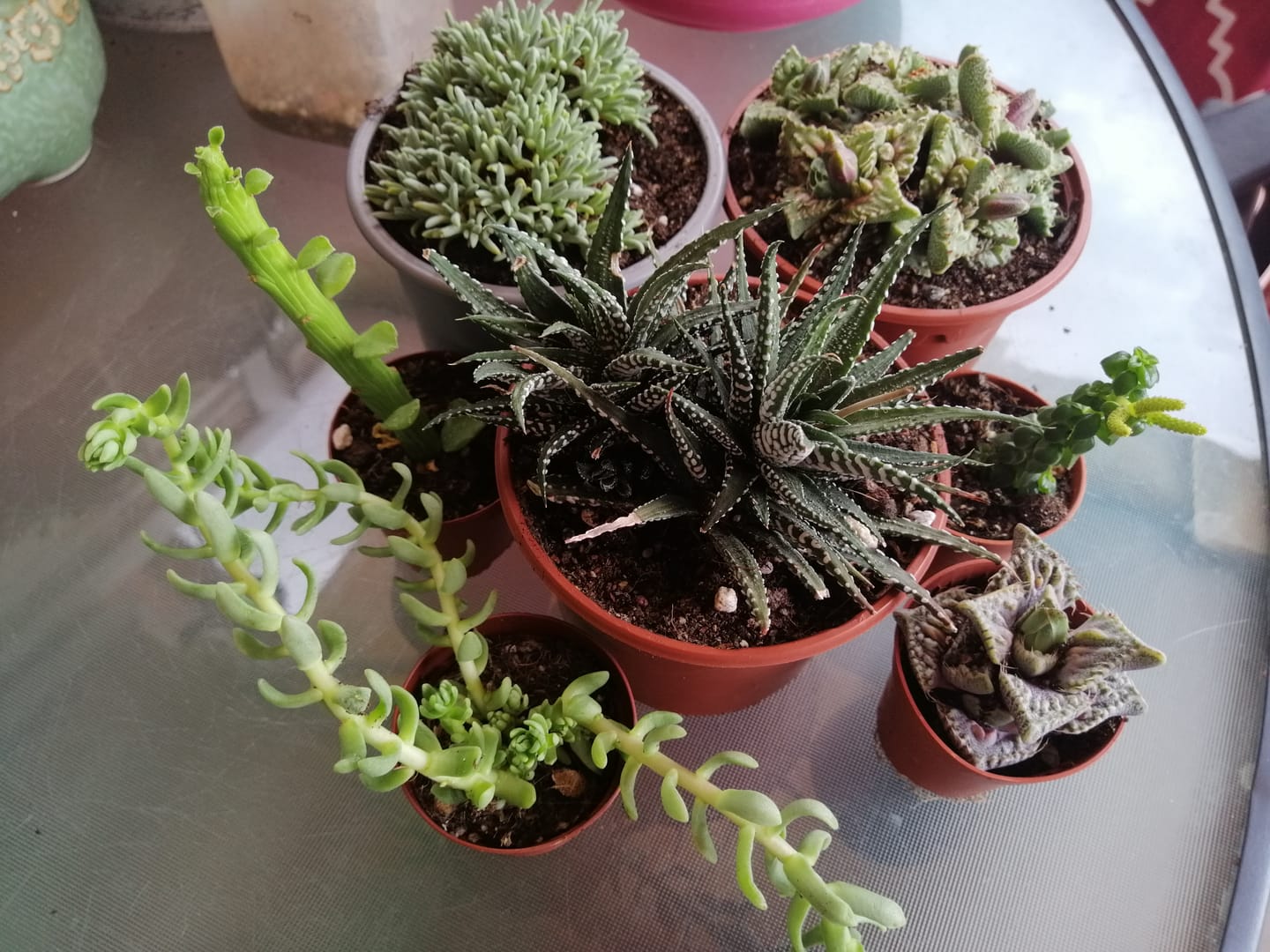 Customer photo review of Delosperma Sphalmanthoides