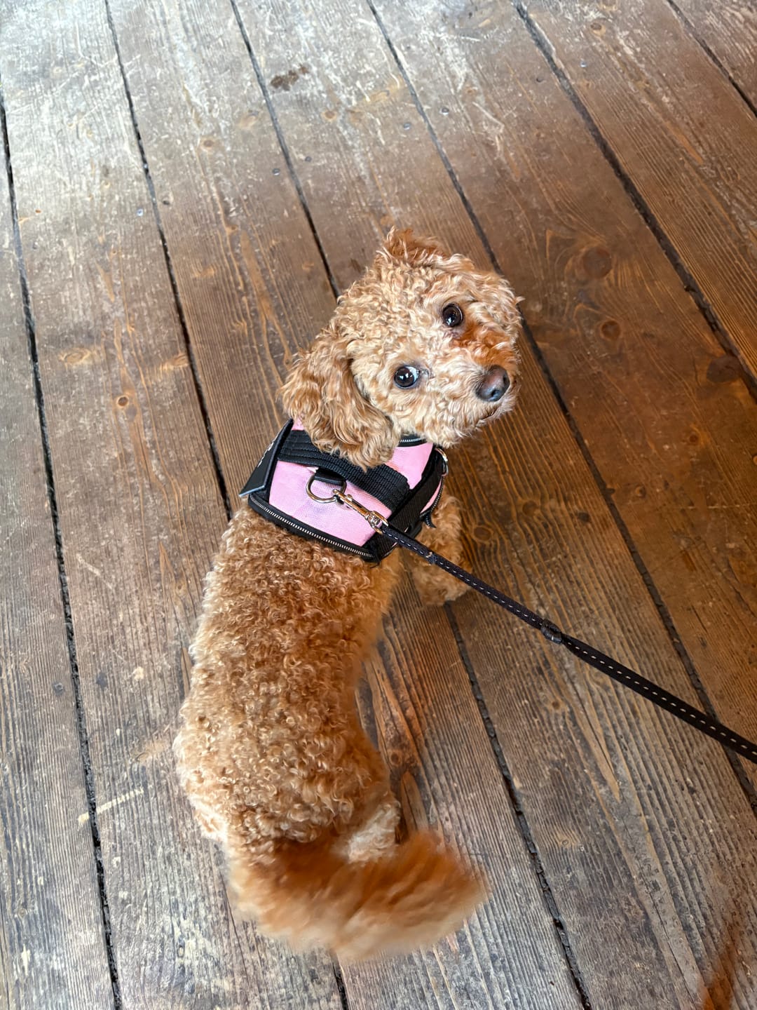 Customer photo review of PawGuard - Gepersonaliseerd Hondentuigje