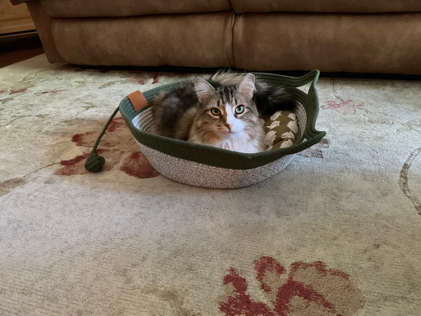 Customer photo review of Instinct Basket | Meet the first research-backed natural territory for indoor cats