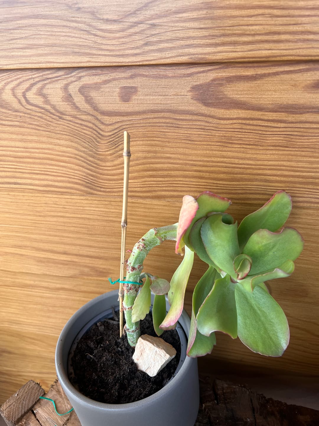Customer photo review of Kalanchoe vivien
