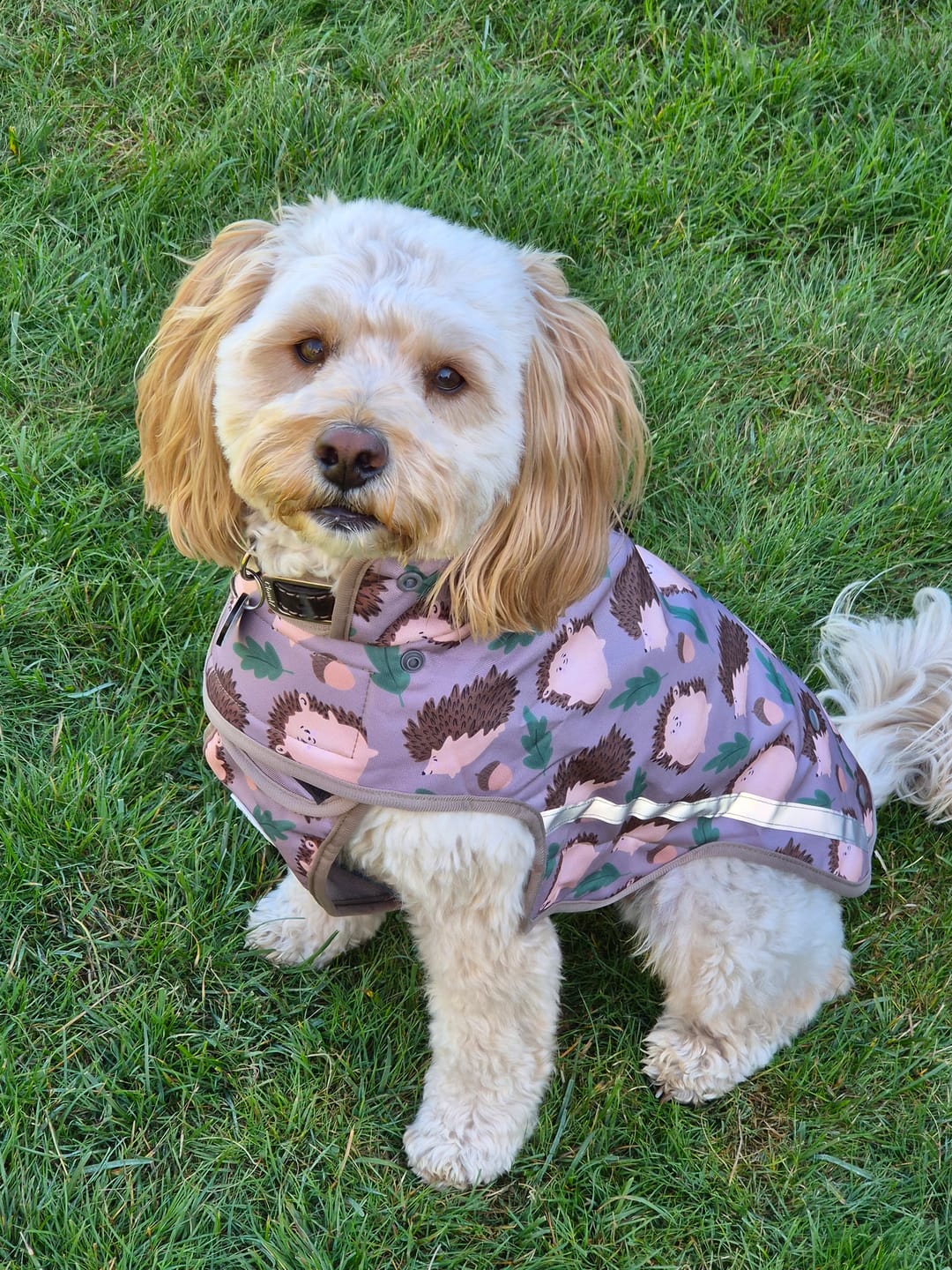Customer photo review of Rain Jacket - In A Prickle