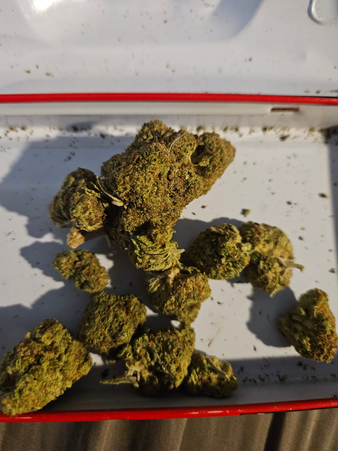 Customer photo review of Acapulco Punch THCA Flower