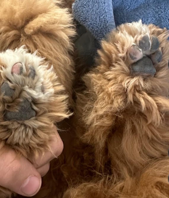 Customer photo review of KaloPet - Recortadora Profesional Mascotas