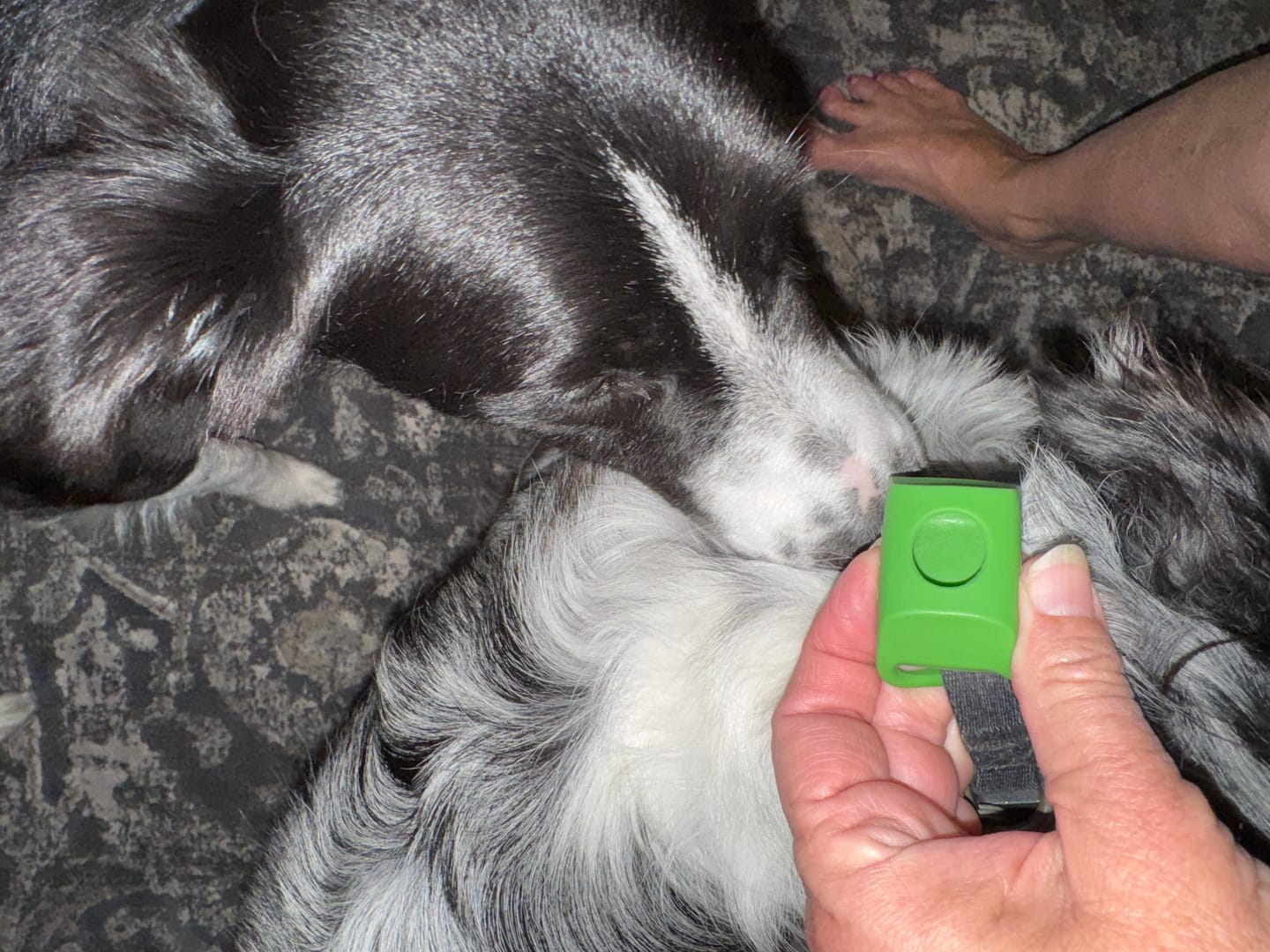 Customer photo review of FurLife™ 12 Months Flea and Tick Free