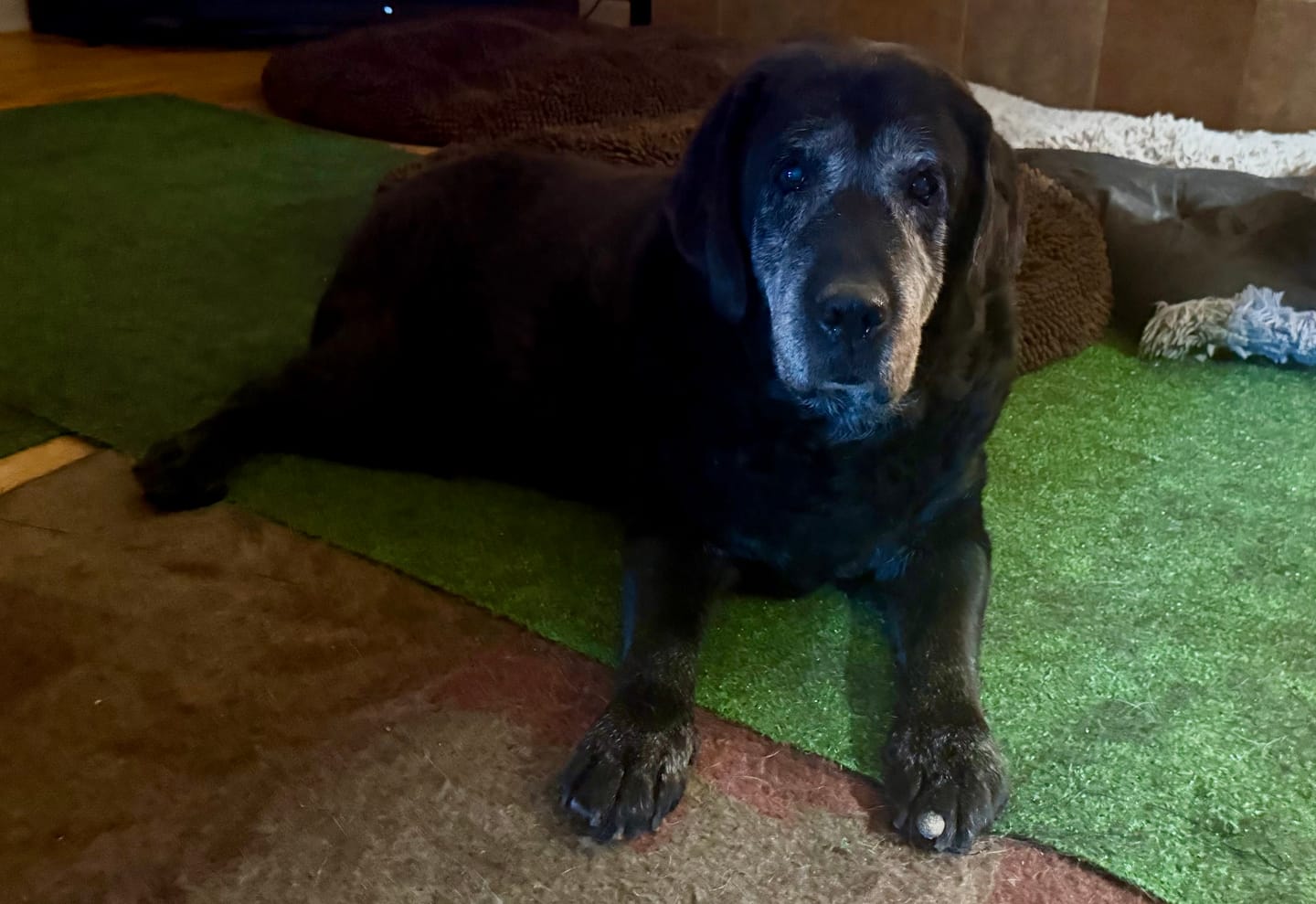 Customer photo review of OptiWize Collagen +Plus Dog and Cat Joint Health Supplement