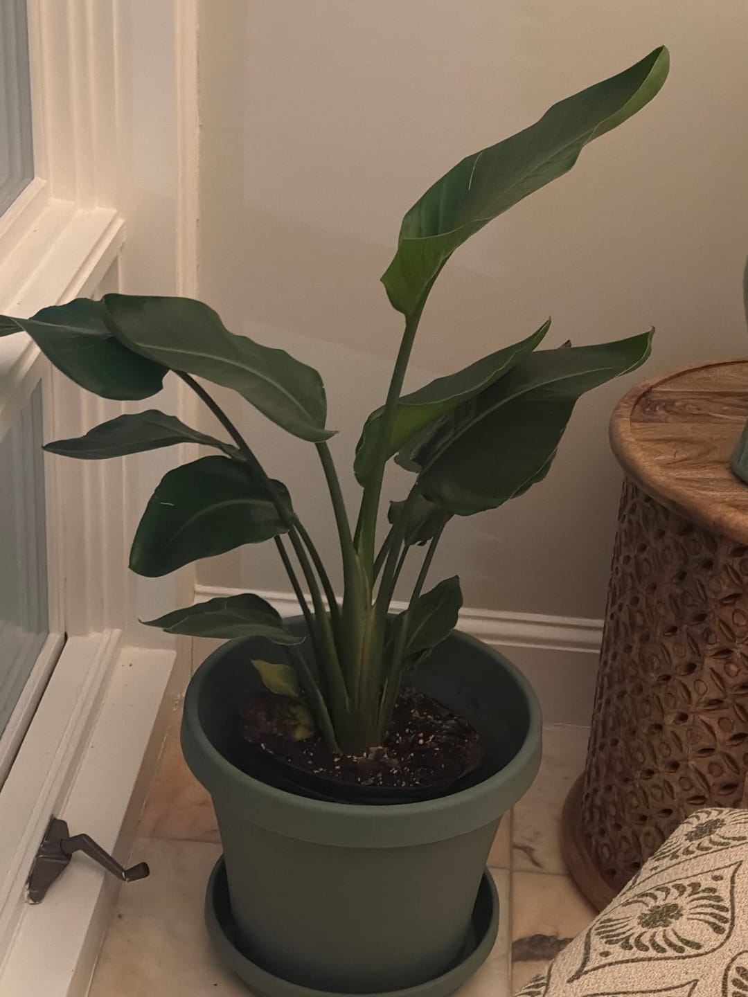 Customer photo review of Bird of Paradise White, Strelitzia Nicolai