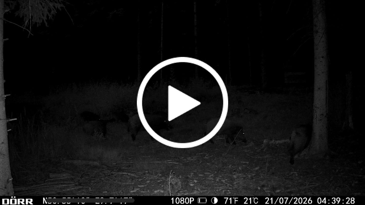 Customer video review of Teer-Plus Wildlockmittel - Schwarzwild