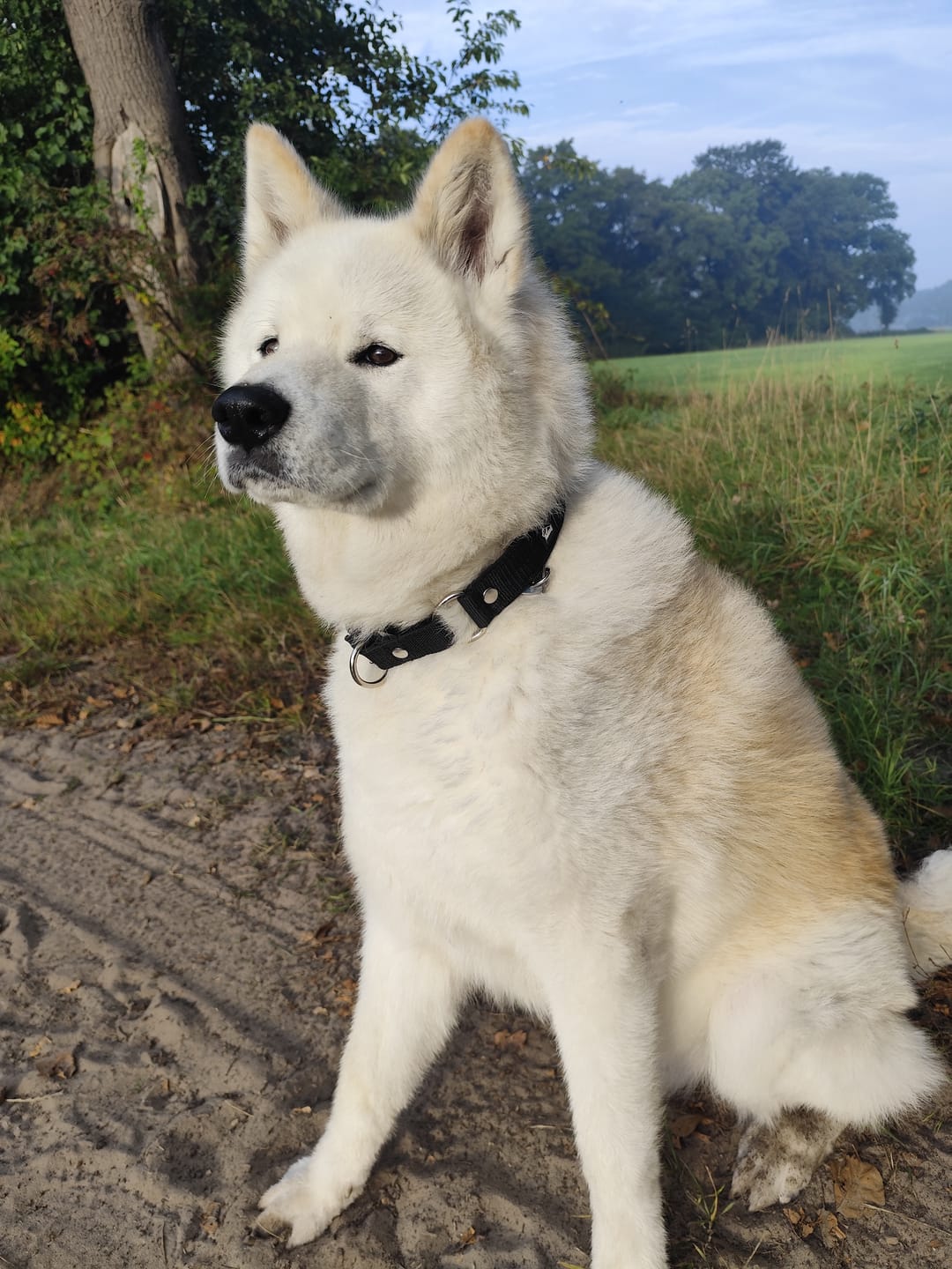Customer photo review of Martingale Svart - Brett fodrat halsband halvstryp