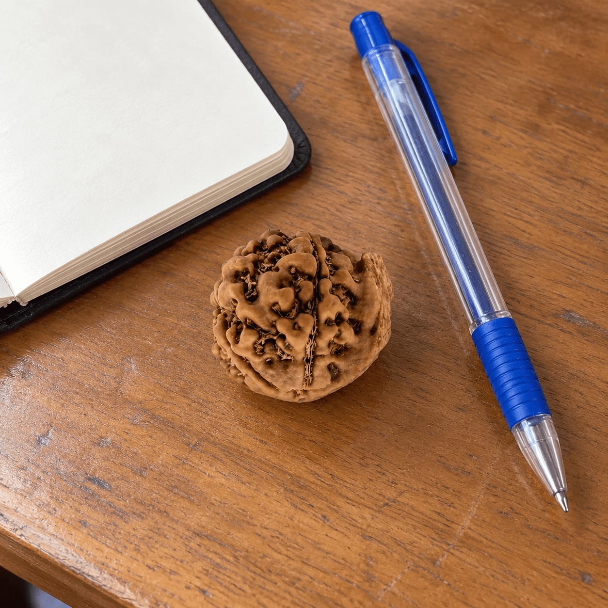 Customer photo review of Ganesh Mukhi Rudraksha (Nepali)