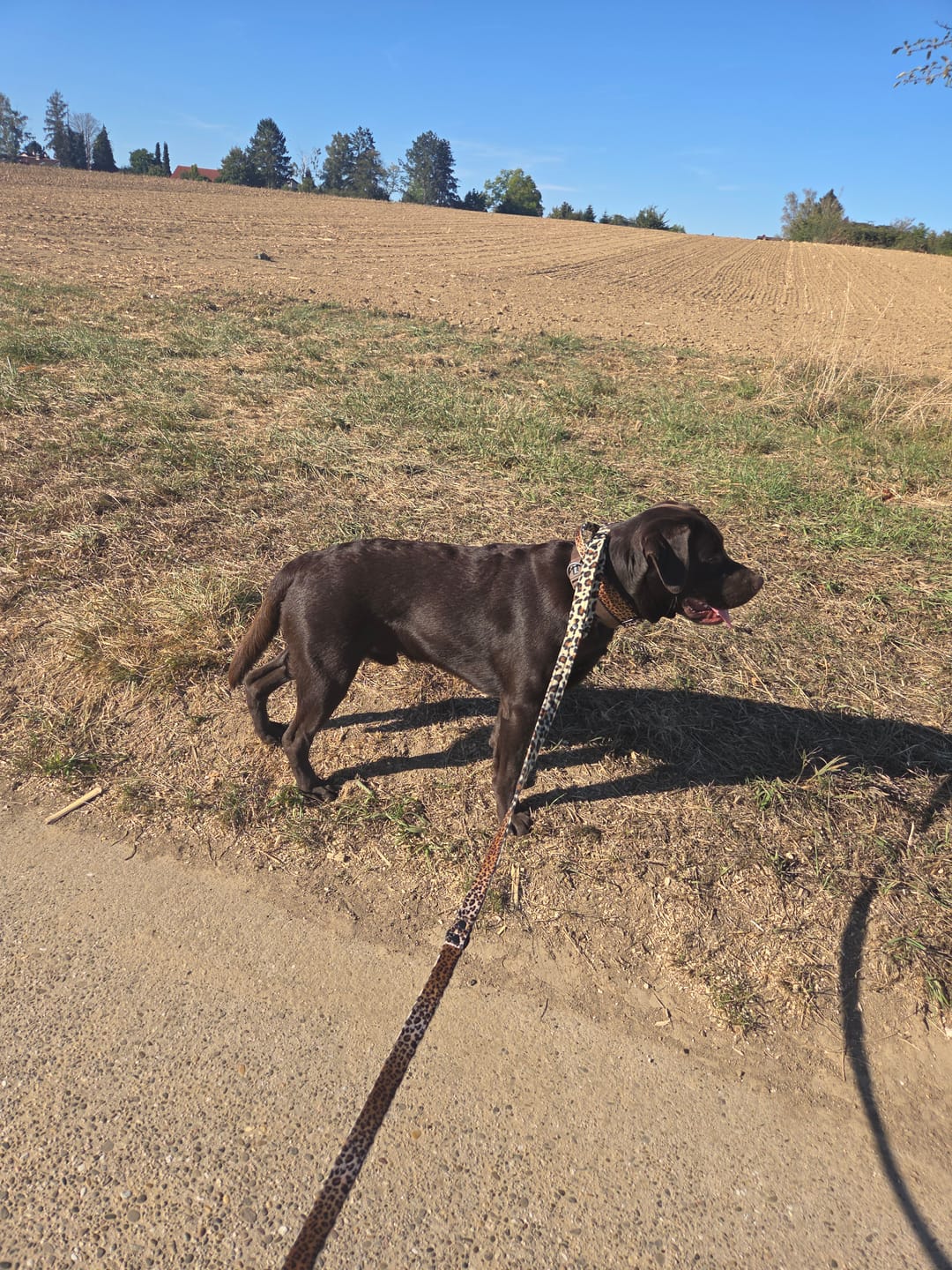 Customer photo review of Extreme Buckle Leopard - Starkt och säkert hundhalsband